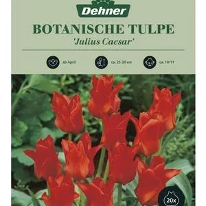 Dehner Blumenzwiebel Botanische Tulpe 'Julius | Dehner
