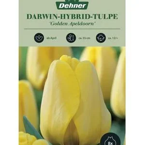 Dehner Blumenzwiebel Darwin-Hybrid Tulpe | Dehner