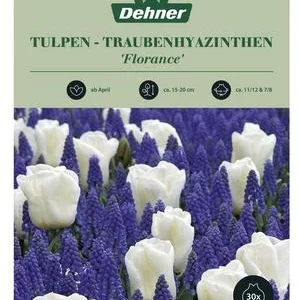 Dehner Blumenzwiebel | Dehner