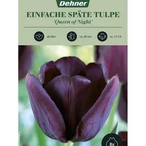 Dehner Blumenzwiebel Einfache späte Tulpe | Dehner