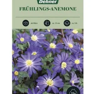 Dehner Blumenzwiebel Frühlings-Anemone, 25 | Dehner