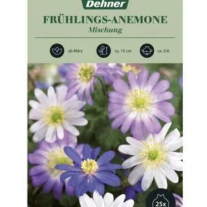 Dehner Blumenzwiebel Frühlings-Anemone | Dehner