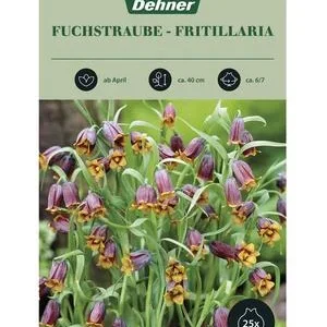 Dehner Blumenzwiebel Fuchstraube Fritillaria, | Dehner