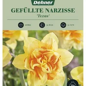 Dehner Blumenzwiebel Gefüllte Narzisse | Dehner