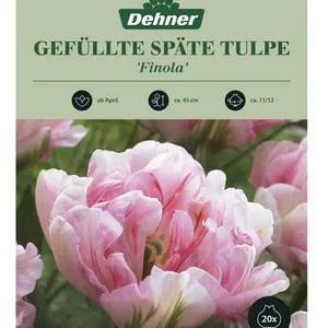 Dehner Blumenzwiebel Gefüllte späte Tulpe | Dehner