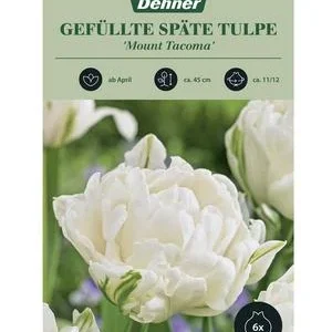 Dehner Blumenzwiebel Gefüllte späte Tulpe | Dehner