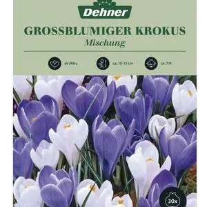 Dehner Blumenzwiebel Großblumiger Krokus | Dehner