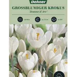 Dehner Blumenzwiebel Großblumiger Krokus | Dehner