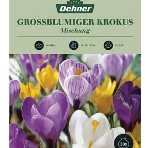 Dehner Blumenzwiebel Großblumiger Krokus | Dehner