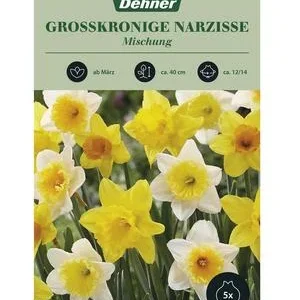 Dehner Blumenzwiebel Großkronige Narzisse | Dehner