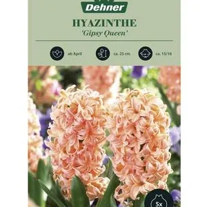 Dehner Blumenzwiebel Hyazinthe 'Gipsy Queen', | Dehner