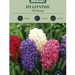 Dehner Blumenzwiebel Hyazinthe Mischung, 5 | Dehner