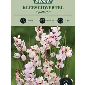 Dehner Blumenzwiebel Klebschwertel | Dehner