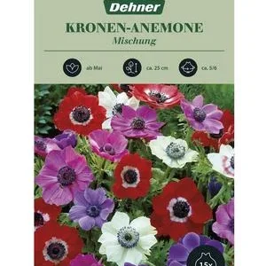 Dehner Blumenzwiebel Kronen-Anemone Mischung, | Dehner