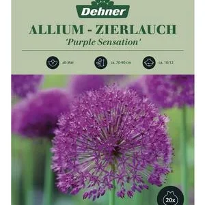 Dehner Blumenzwiebel Kugellauch Allium 'Purple | Dehner