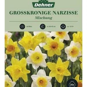 Dehner Blumenzwiebel Narzisse Mischung, 20 | Dehner