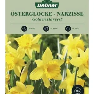 Dehner Blumenzwiebel Osterglocke - Narzisse | Dehner