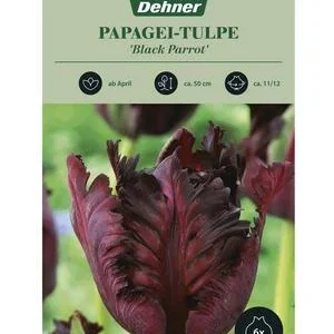 Dehner Blumenzwiebel Papagei-Tulpe 'Black | Dehner