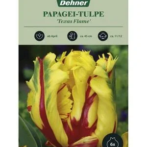 Dehner Blumenzwiebel Papagei-Tulpe 'Texas | Dehner