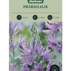 Dehner Blumenzwiebel Prärielilie Camassia | Dehner