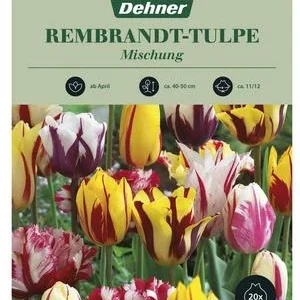Dehner Blumenzwiebel Rembrandt-Tulpe | Dehner