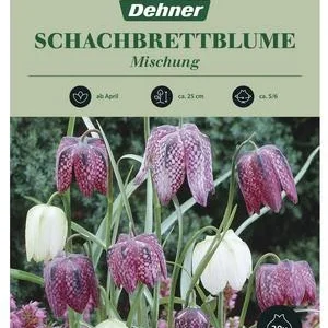 Dehner Blumenzwiebel Schachbrettblume | Dehner