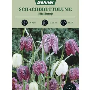Dehner Blumenzwiebel Schachbrettblume | Dehner