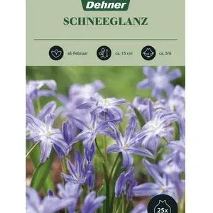 Dehner Blumenzwiebel Schneeglanz, 25 Stk. | Dehner