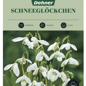 Dehner Blumenzwiebel Schneeglöckchen, 30 Stk. | Dehner