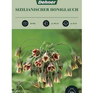 Dehner Blumenzwiebel Sizilianischer | Dehner