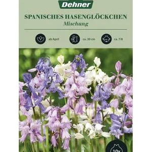 Dehner Blumenzwiebel Spanisches | Dehner