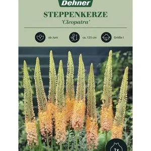 Dehner Blumenzwiebel Steppenkerze 'Cleopatra', | Dehner