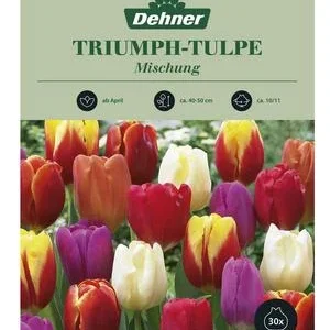 Dehner Blumenzwiebel Triumph-Tulpe 'Mischung', | Dehner