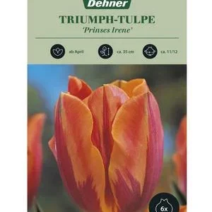 Dehner Blumenzwiebel Triumph-Tulpe 'Prinses | Dehner