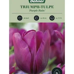 Dehner Blumenzwiebel Triumph-Tulpe 'Purple | Dehner
