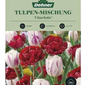 Dehner Blumenzwiebel Tulpen-Mischung | Dehner