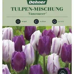 Dehner Blumenzwiebel Tulpen-Mischung | Dehner