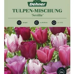 Dehner Blumenzwiebel Tulpen-Mischung | Dehner