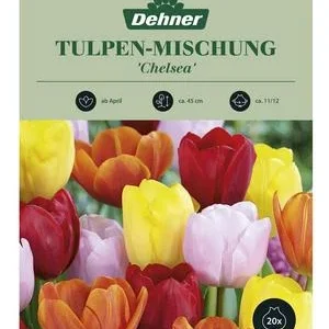Dehner Blumenzwiebel Tulpen-Mischung | Dehner