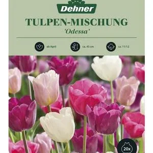 Dehner Blumenzwiebel Tulpen-Mischung 'Odessa', | Dehner