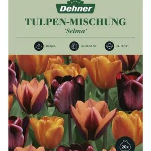 Dehner Blumenzwiebel Tulpen-Mischung 'Selma', | Dehner
