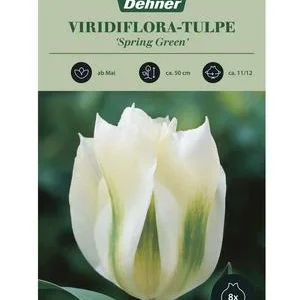 Dehner Blumenzwiebel Viridiflora-Tulpe 'Spring | Dehner