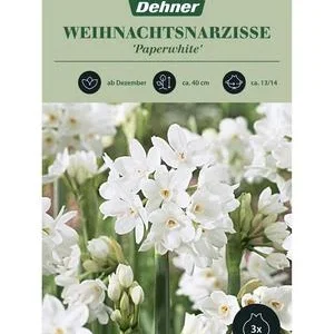 Dehner Blumenzwiebel Weihnachtsnarzisse | Dehner
