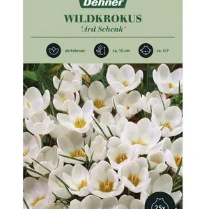Dehner Blumenzwiebel Wildkrokus 'Ard Schenk', | Dehner