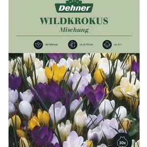 Dehner Blumenzwiebel Wildkrokus 'Botanische | Dehner