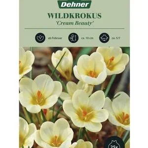 Dehner Blumenzwiebel Wildkrokus 'Cream | Dehner