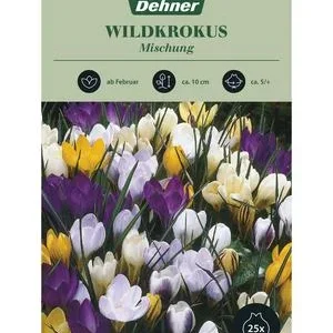 Dehner Blumenzwiebel Wildkrokus Mischung, 25 | Dehner