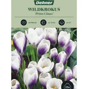 Dehner Blumenzwiebel Wildkrokus 'Prins Claus', | Dehner