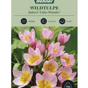 Dehner Blumenzwiebel Wildtulpe 'Lilac Wonder', | Dehner