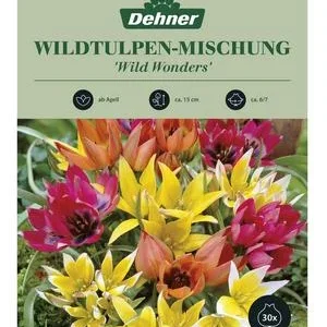 Dehner Blumenzwiebel Wildtulpe 'Wild Wonders', | Dehner